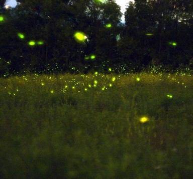 Silent Sparks: The Wondrous World of Fireflies