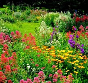 Image of a Flower Garden