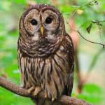 Owl Prowl & Night Hike