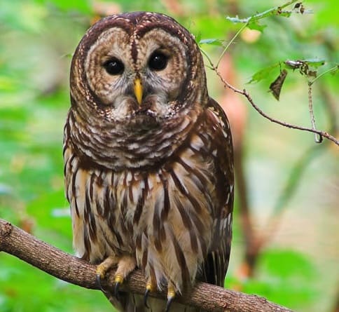 Owl Prowl & Night Hike