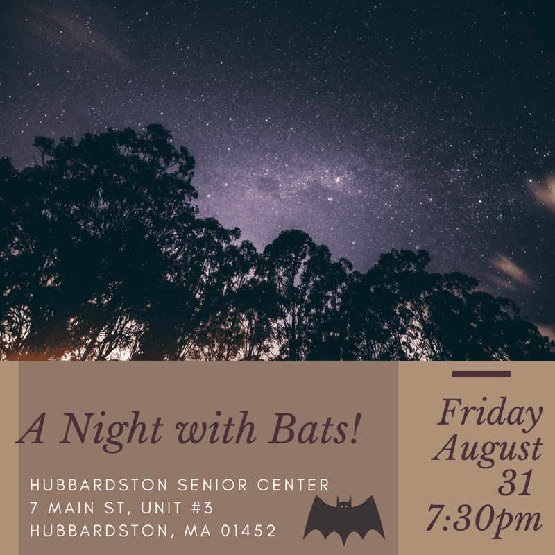 A Night with Bats!