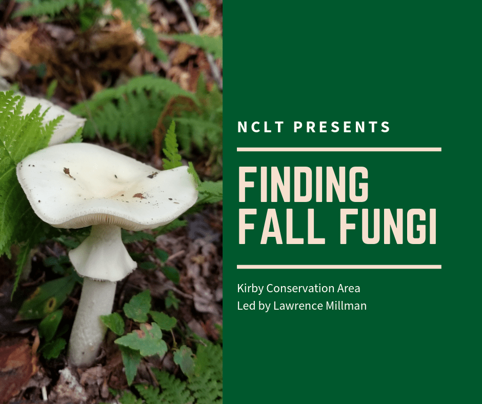 Finding Fall Fungi