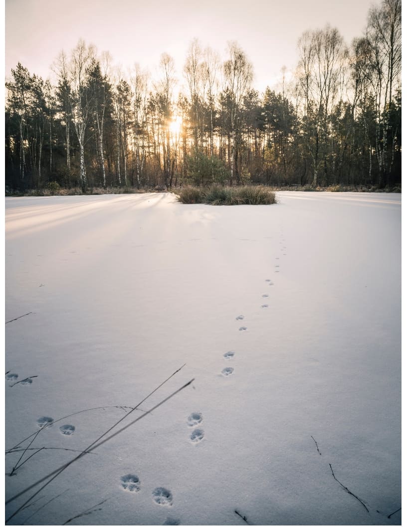 Winter Animal Tracking