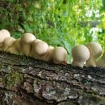 The Mighty Mushroom Walk