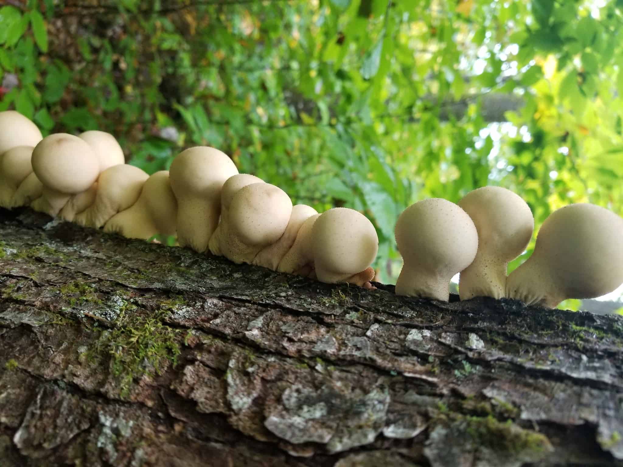 Line of white round mushrooms on a tree