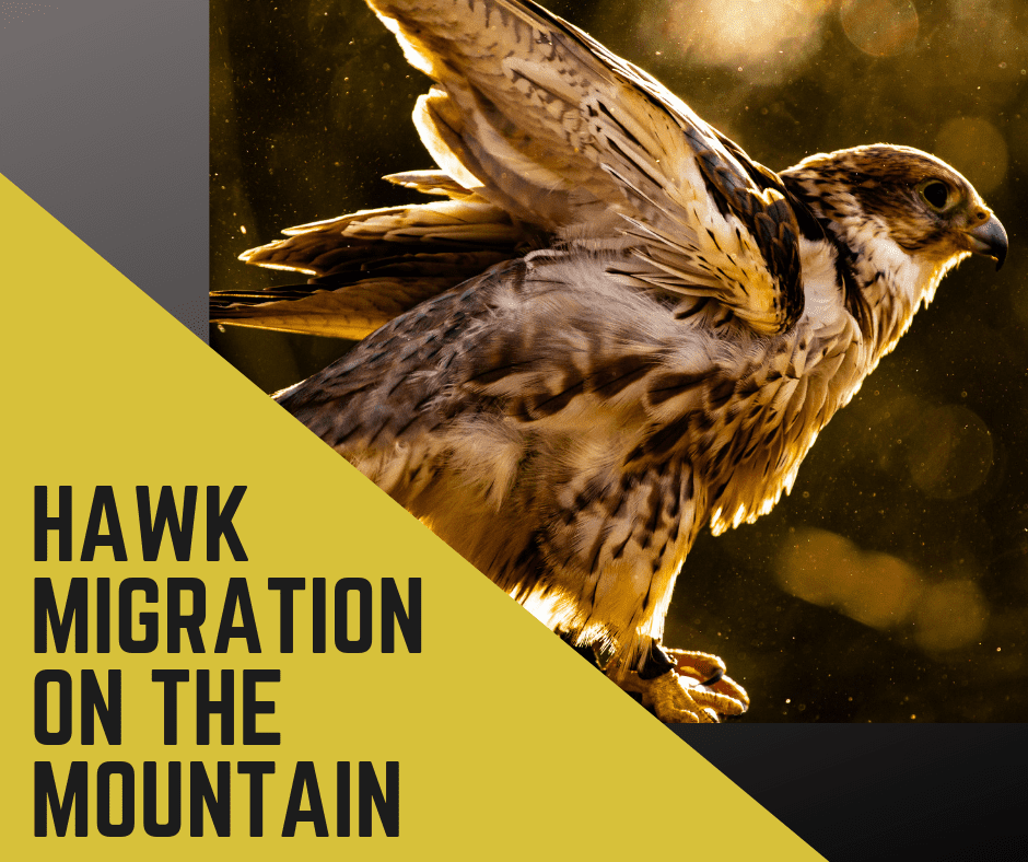 Hawk Migration on the Mountain