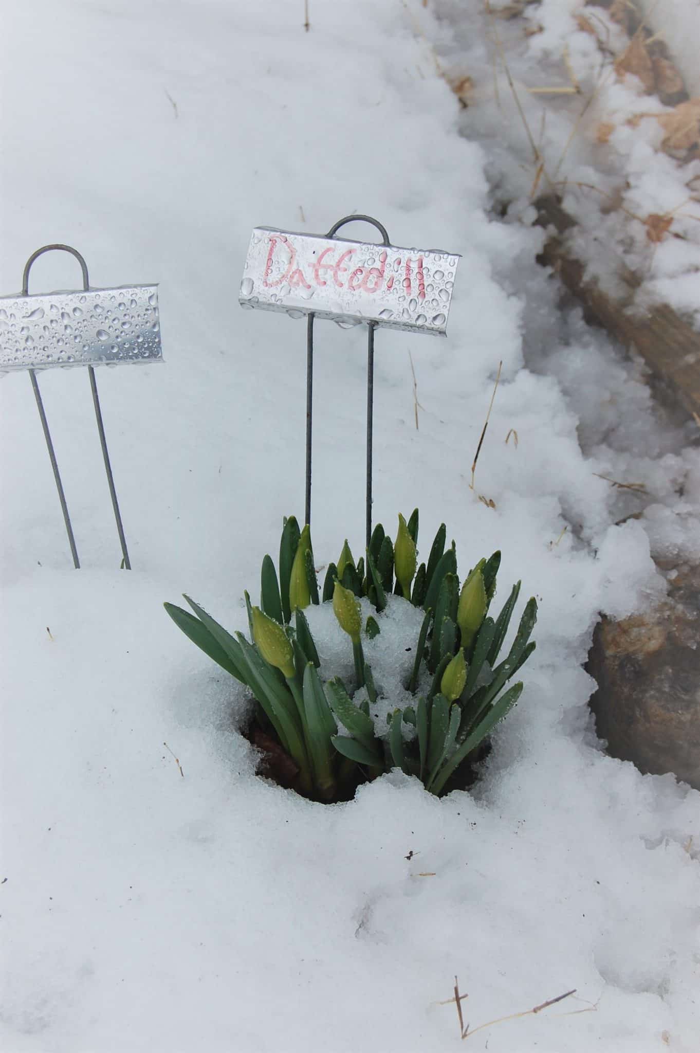 Daffodils in snow