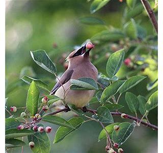 Native Plants and Birds: What’s the Connection? 