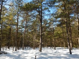 Pitch Pine forest