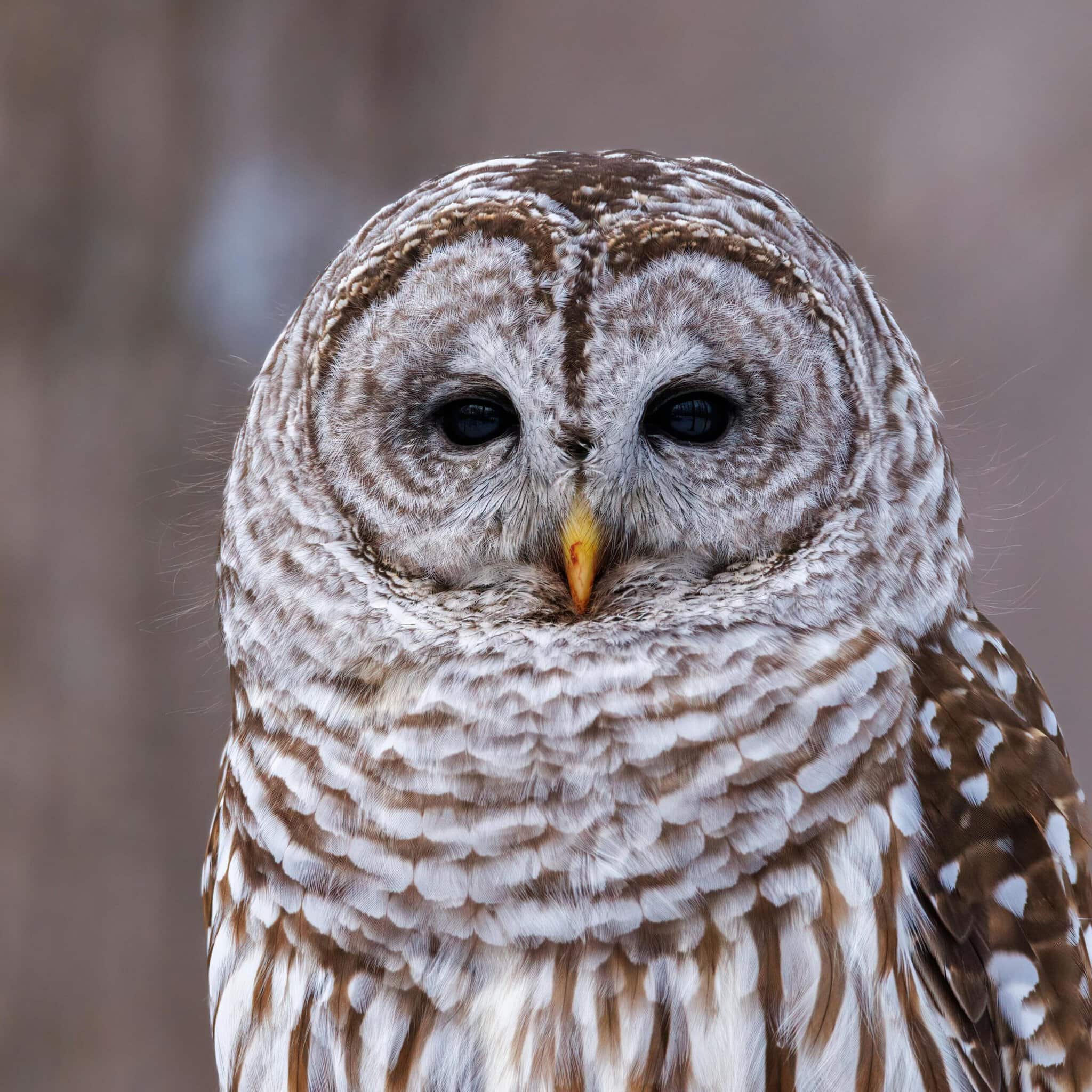 Hubbardston Owl Prowl