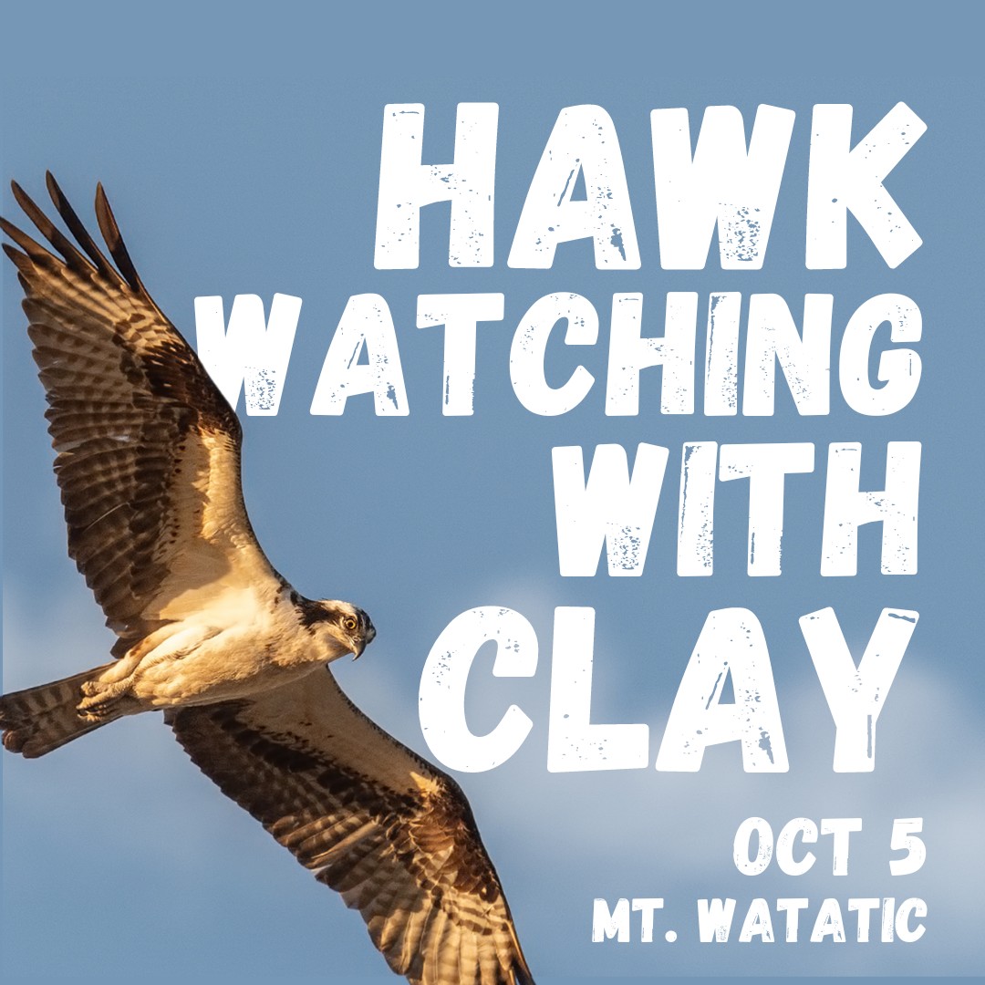 Hawk Watching with Clay! Mt. Watatic