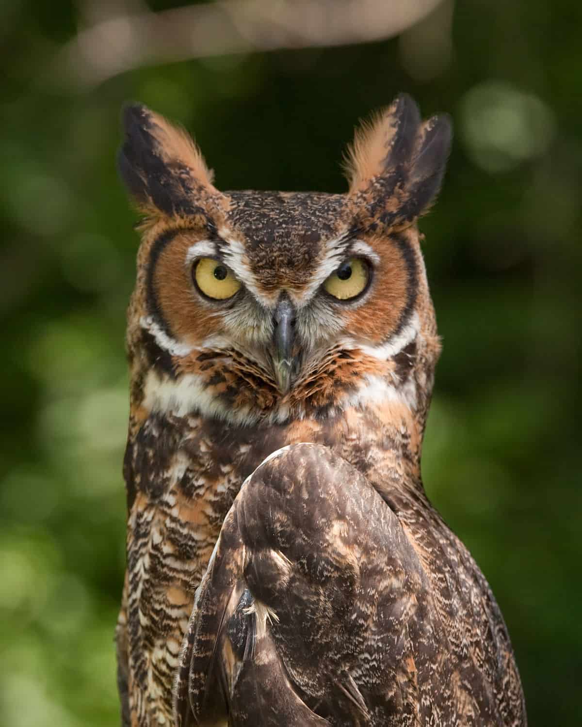 Owl Prowl with Laurie Nehring