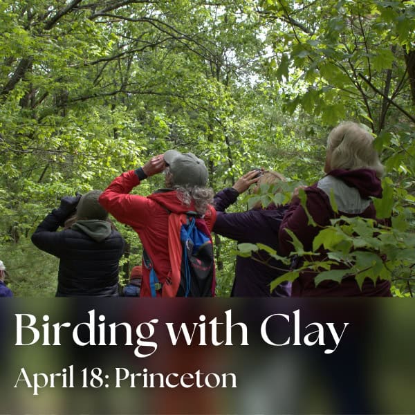 Birding Adventures with Clay: Palm Warblers