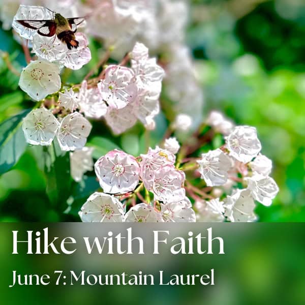 Hike with Faith: Mountain Laurel