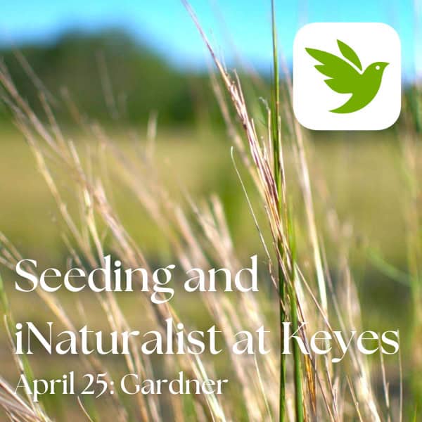 Seeding and iNaturalist Exploration at Keyes