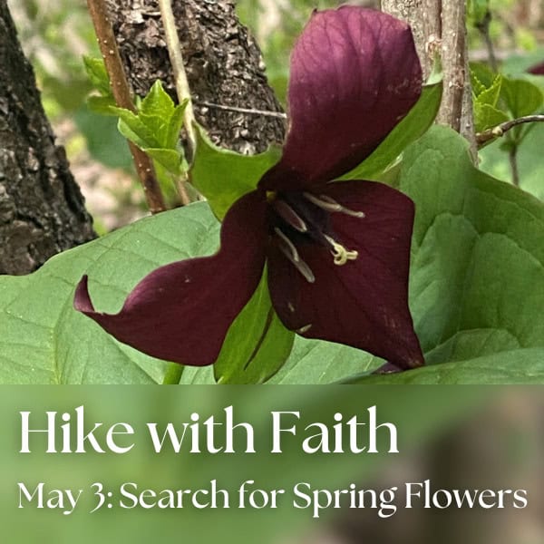 Hikes with Faith: Search for Spring Flowers