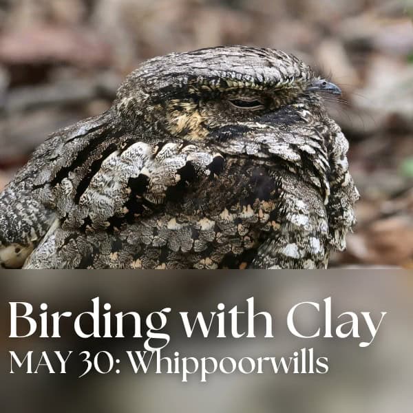 Birding with Clay: Searching for Whip-poor-wills