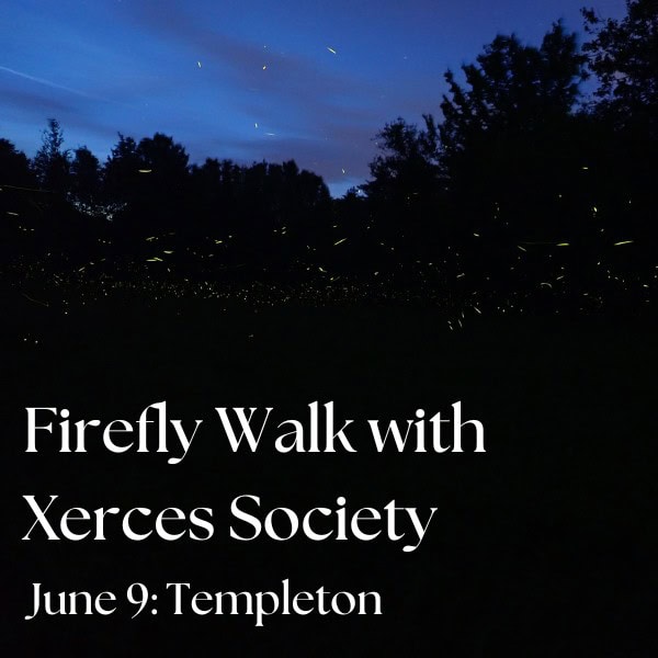 Firefly Walk with Xerces Society