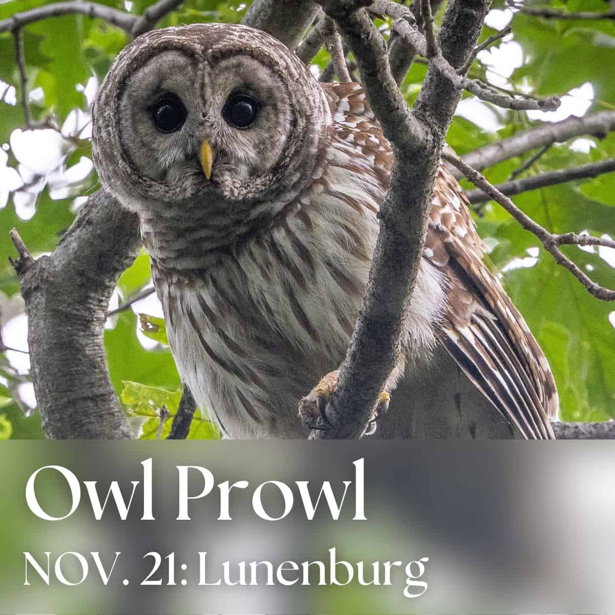 Owl Prowl with Laurie Nehring